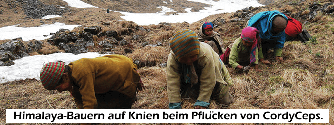 Himalaya-Bauern auf Knien beim Pflücken von CordyCeps.